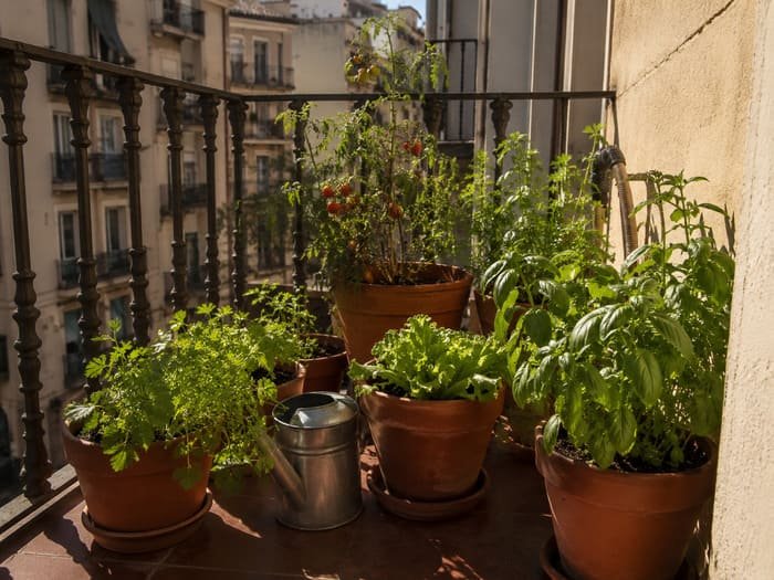 macetas en balcon huerto de bolsillo